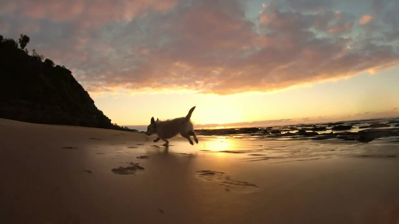 Adorable puppy dog running fast on beach kicking up sand sunrise