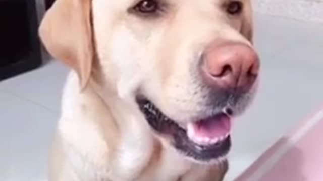 Baby fanny Dog's compilation video