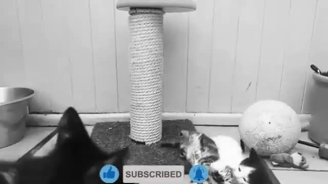 if your cat is Gena!!! #2 😂 Funny Animals Videos 😂 2021 (watch till the end)