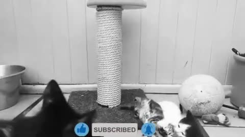 if your cat is Gena!!! #2 😂 Funny Animals Videos 😂 2021 (watch till the end)