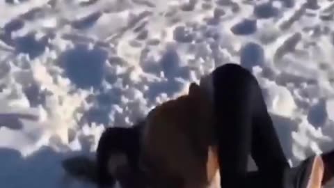 funny animal video- Funniest Cats And Dogs video of 2023
