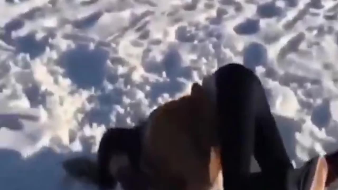funny animal video- Funniest Cats And Dogs video of 2023