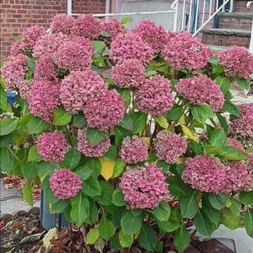Hydrangea plant