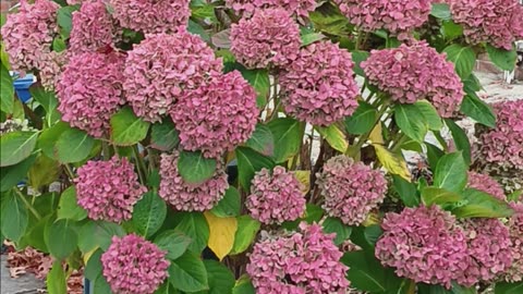 Hydrangea plant