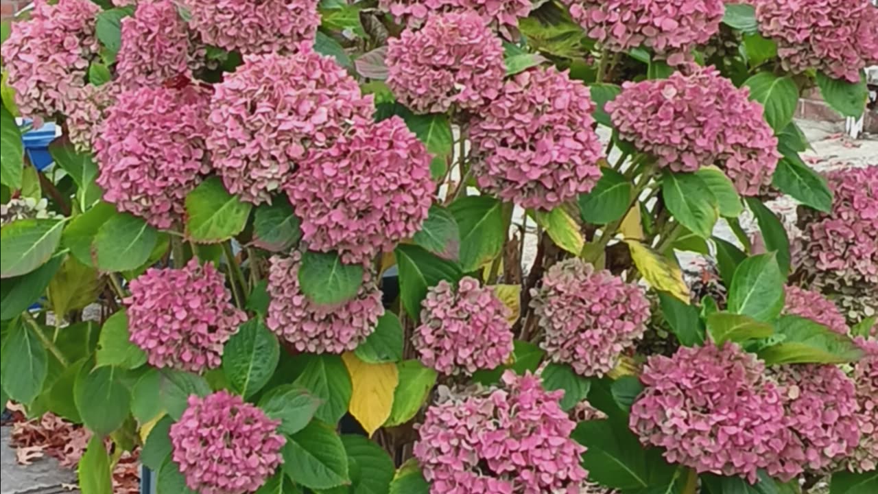 Hydrangea plant