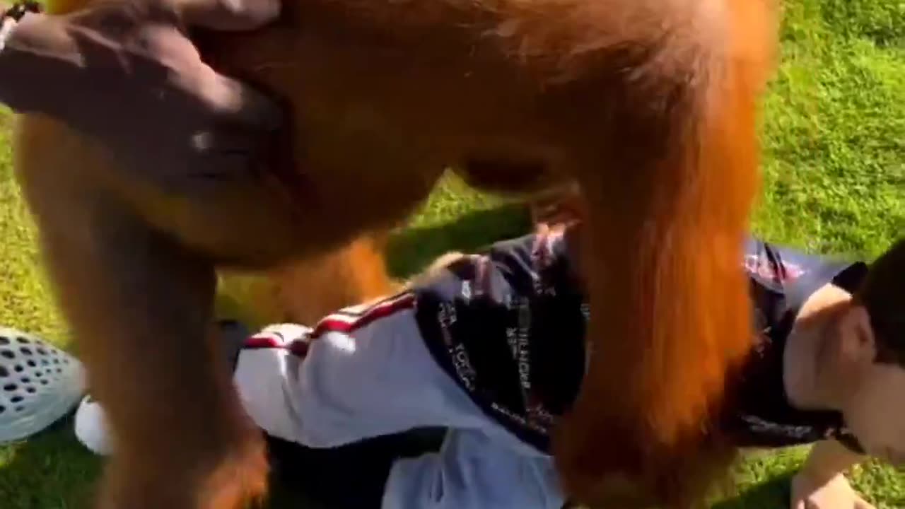 Funny animals compilation| Hillarous 😅😅😅😅