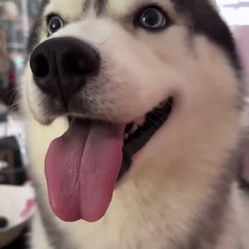 Huskies love's talking 🥰