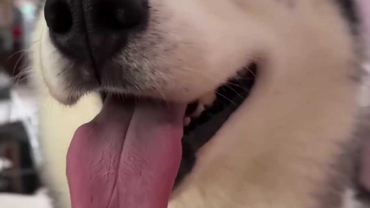 Huskies love's talking 🥰