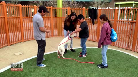 Dog Raised by Coyotes Reunites With His Human Family