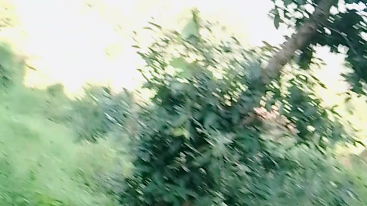 Cut the green grass|| ham chale ghas kaatne