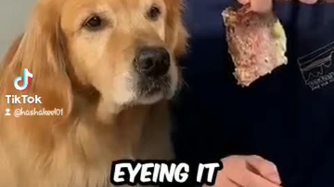 Mr beast fun with dog