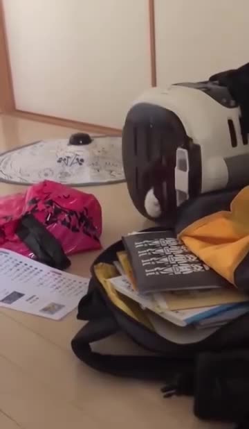 They have become cats, what brains do they need.