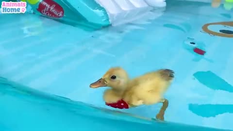 Baby monkey BiBi helps dad take care of the ducklings