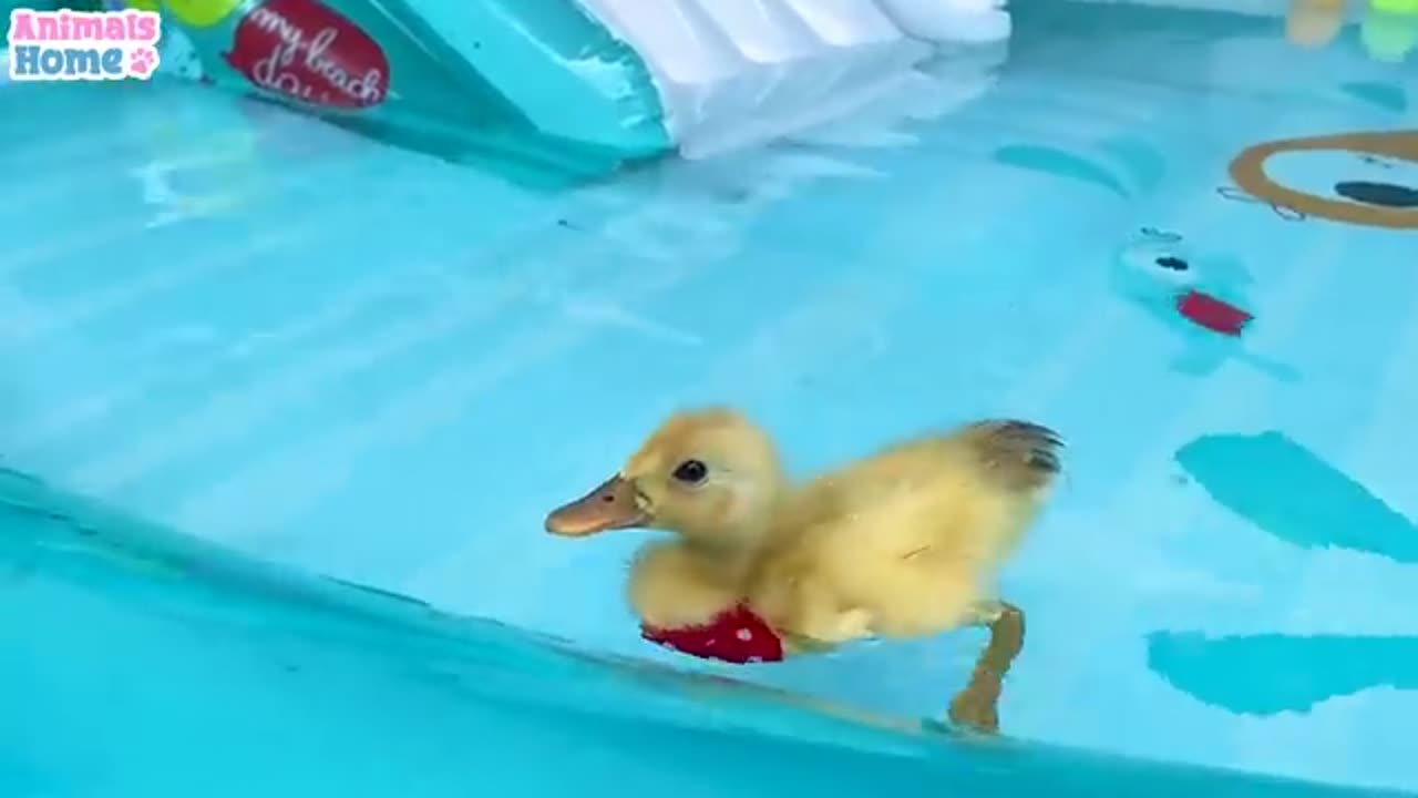 Baby monkey BiBi helps dad take care of the ducklings