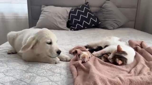 Golden Retriever Puppy Meets Mom Cat with Newborn Kittens for the First Time