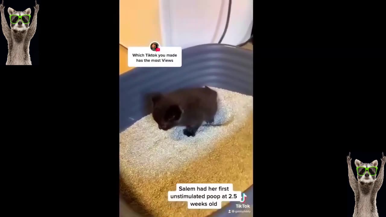 Funniest Cats And Dogs Videos - Best Funny Animal Videos 2023
