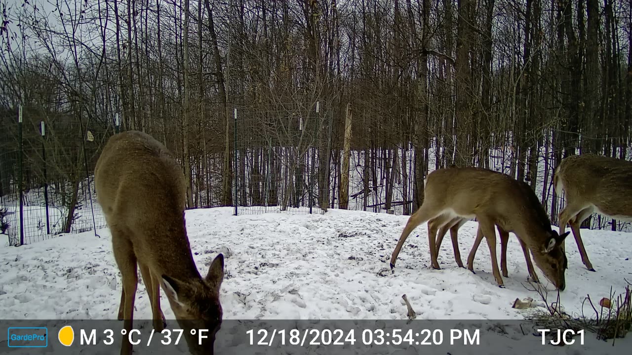 Deer Investigates Lemon