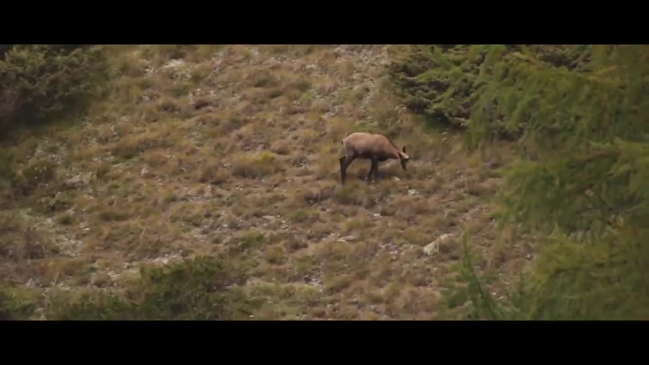 MOUNTAIN GOATS - These Creatures Don’t Care About The Laws Of Physics Despite Their Hooves2