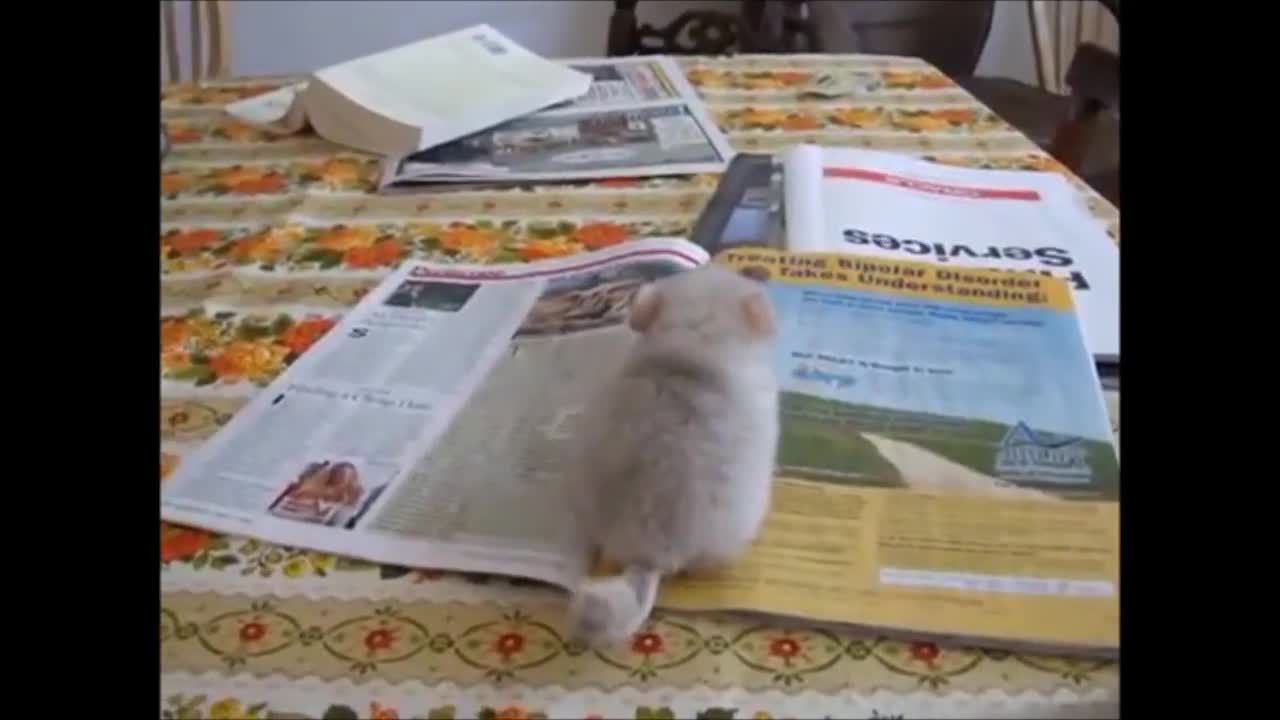 Baby Chinchillas Play Compilation