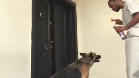 Guy Tries The Treats Patience Challenge On His German Shepherd