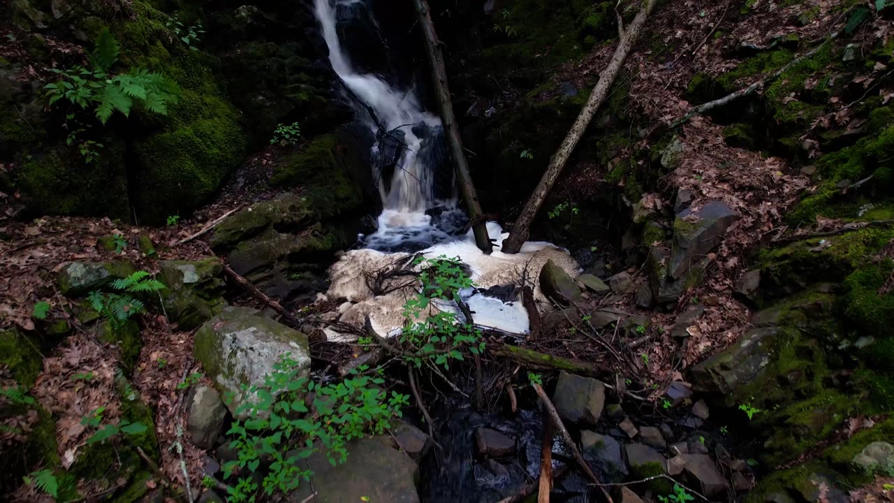 Forest Stream Nature in 4k