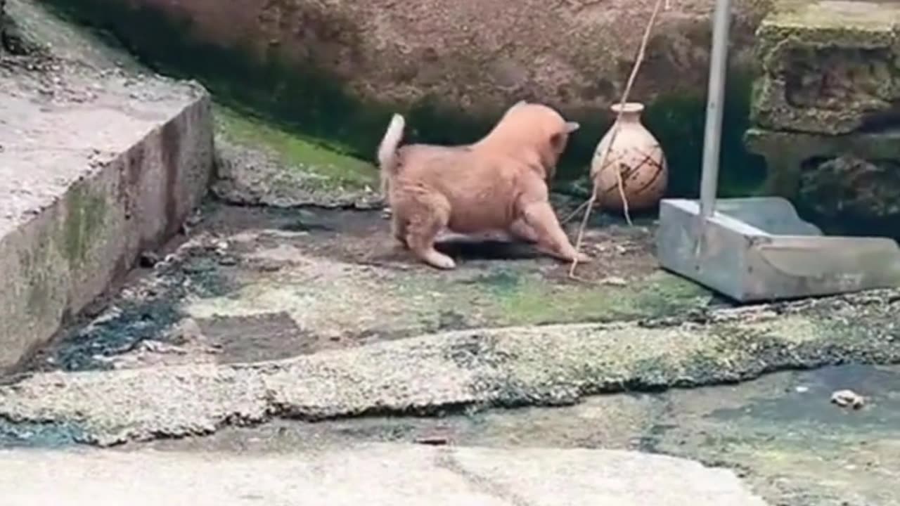 Funny Dog Video - Very Funny Video