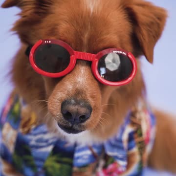 Cute dog wearing sunglasses