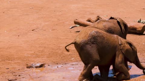 Baby Elephants Playing In The Mud