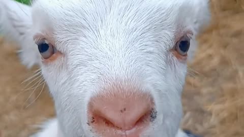 Goat crying. Plz follow me...