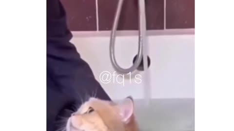 Cat asking for towel 🤣