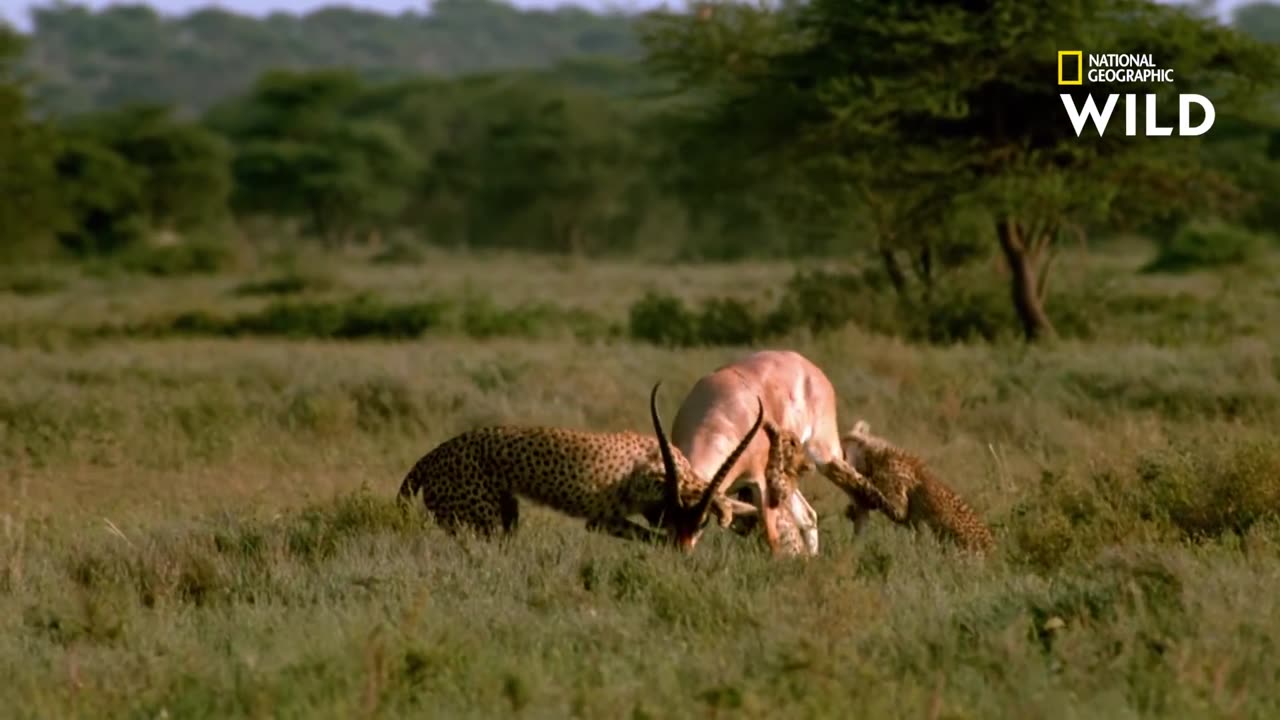 Tiger And Wild Deer Fighting on the Field