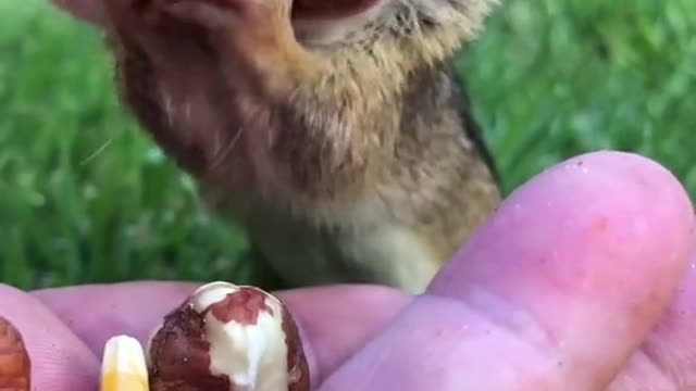 Dinky the chipmunk can fit more into his mouth then you