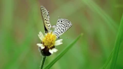 Beautiful Butterfly and flowers