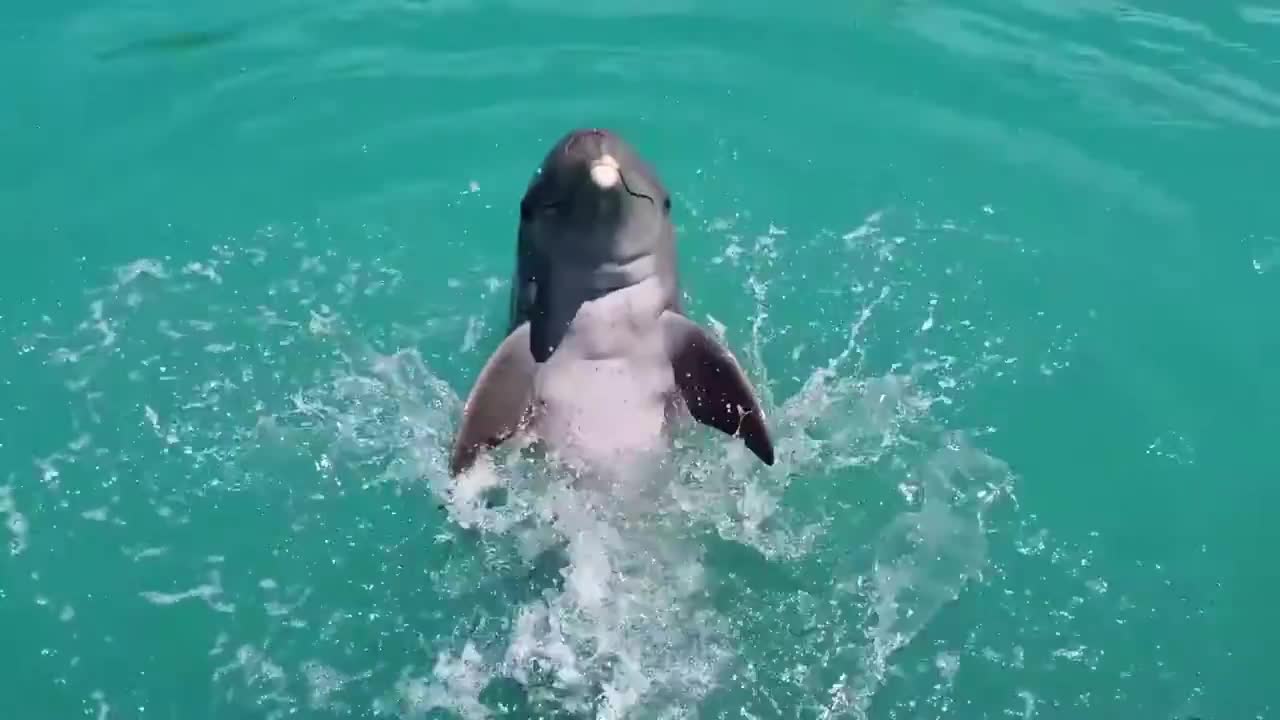 Dolphin sound