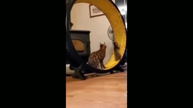 Funny Cat Video