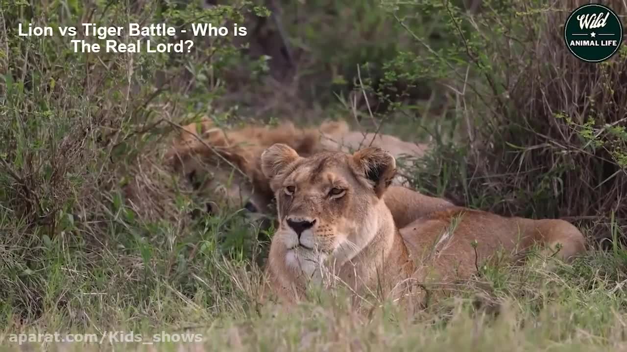 Extreme lion vs tiger battle - battle between wild animal animals