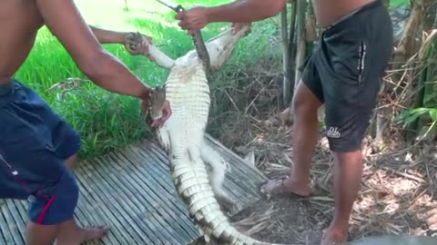 News Break: Crocodile Curry