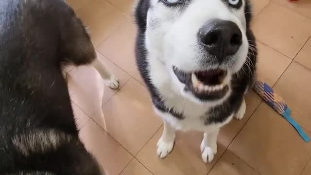Reacción Cuando le digo 🐕 que tiene 1 millon en Youtube 🐾😮