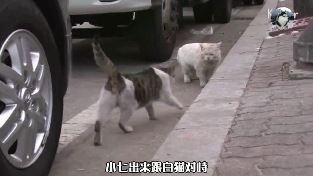 “猫夫妻”感动路人,对妻子不离不弃,没想到猫也懂感情