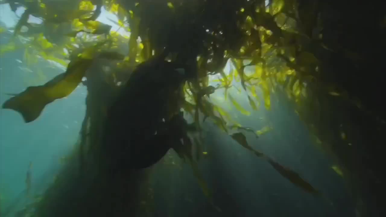 adorable seal in the ocean