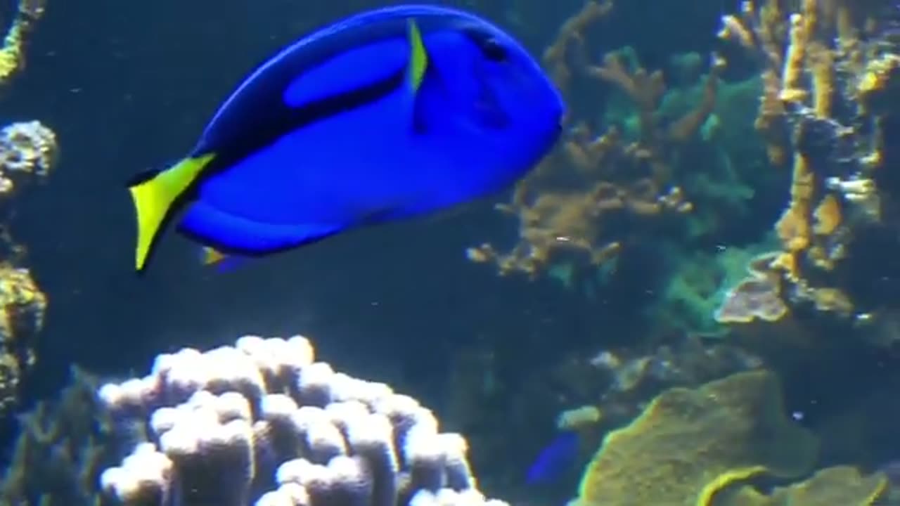 The Ocean - Beautiful Coral Reef Fish In Aquarium - Relaxing Meditation Music