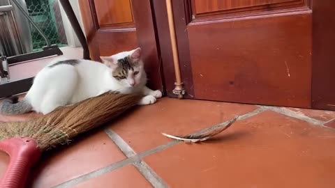 Cute Kittiiiiieees