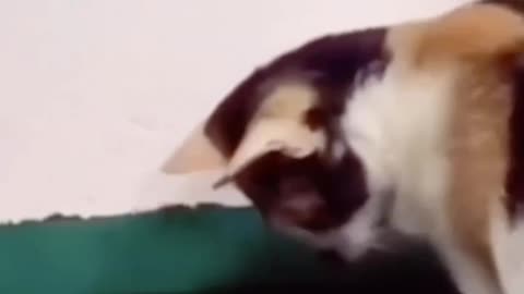 THE NEW AGE 🤣TOM & JERRY?!