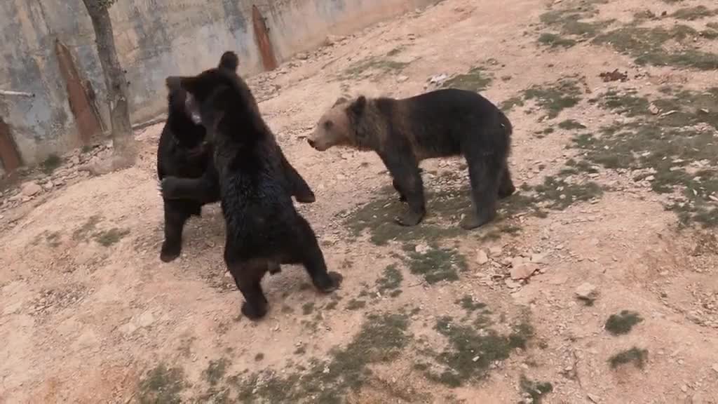 Brown bear Quanzhou sea silk wildlife world
