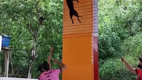 A five -meter dog jumps