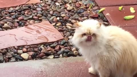 ✅ FUNNY CATS WILL MAKE YOU LAUGH FOR HOURS 😂 compiled