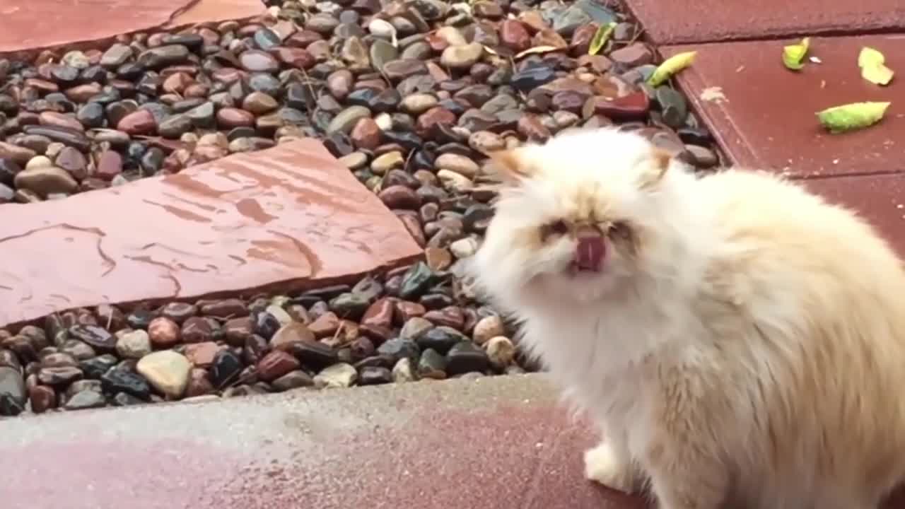 ✅ FUNNY CATS WILL MAKE YOU LAUGH FOR HOURS 😂 compiled