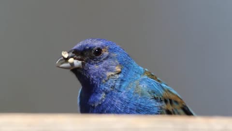 Indigo Bunting at the feeder