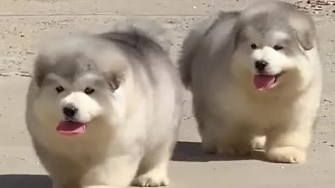 CUTE PUPPIES ENJOYING THE SURROUNDIGS