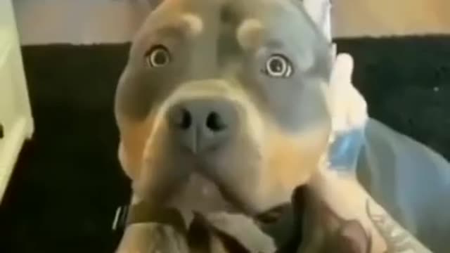 Cute and funny dog